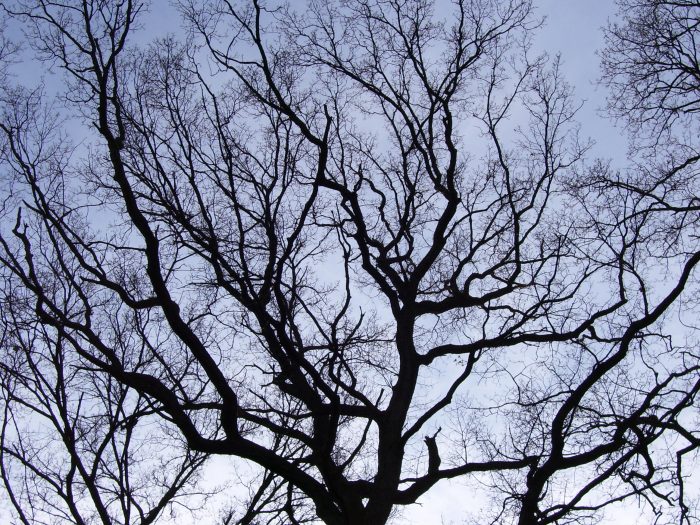Un árbol con ramas creciendo en todas direcciones